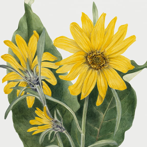 Mary Vaux Walcott